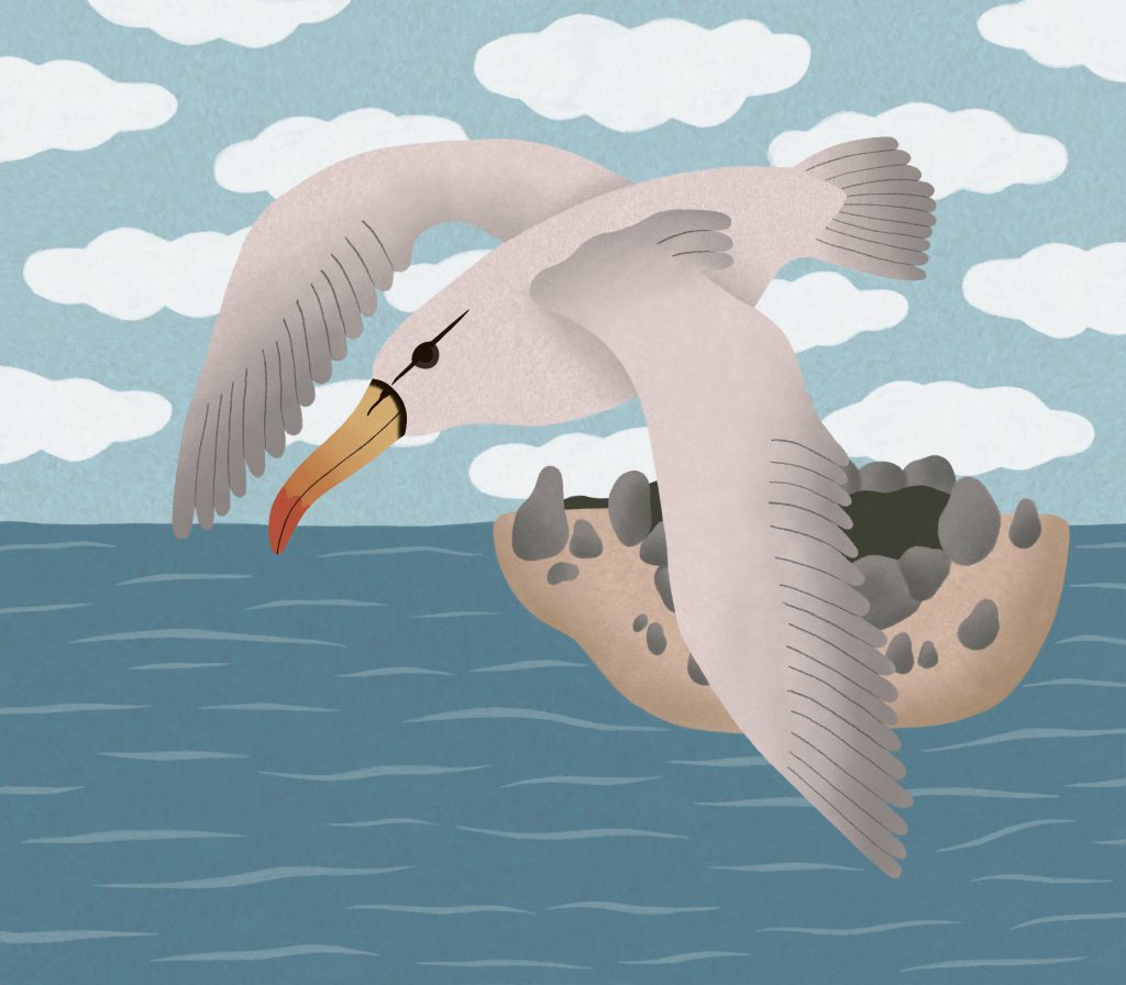 La protection animale, « L’albatros », défi d‘écriture sur Plume