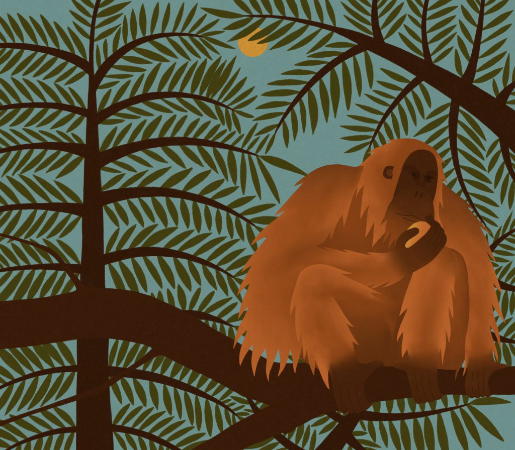 La protection animale, « L’orang-outan », défi d‘écriture sur Plume